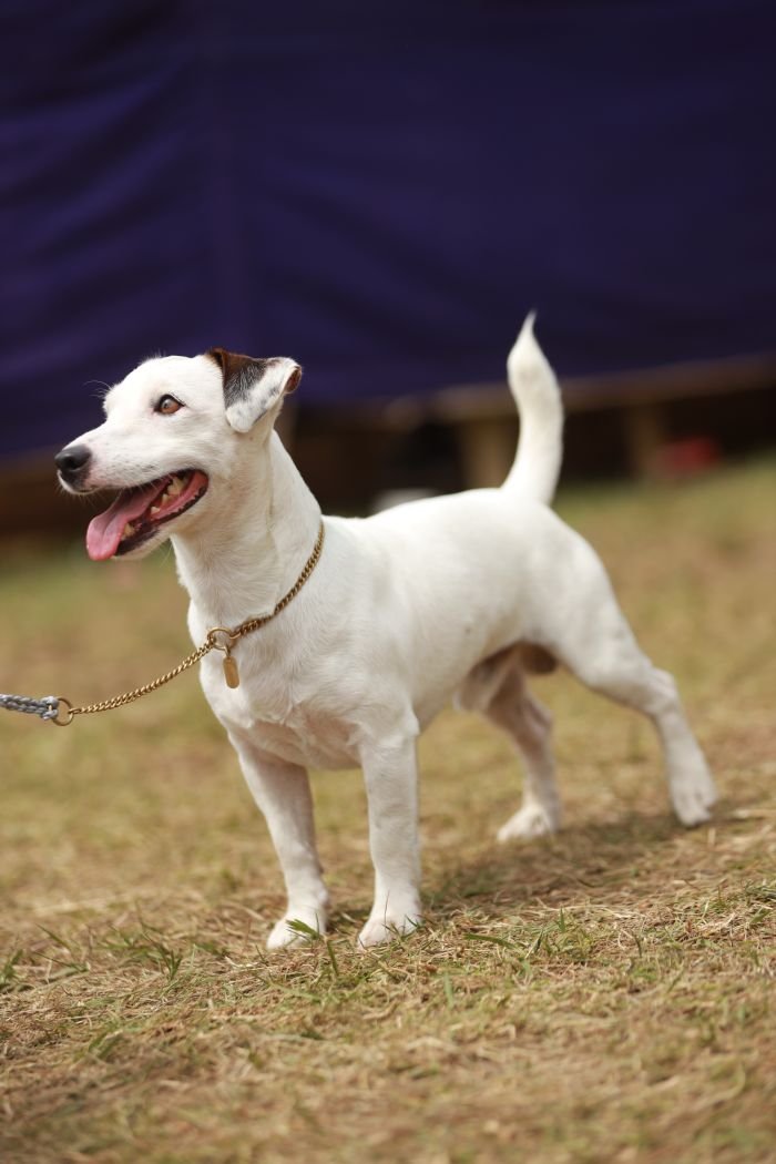 DogsIndia.com - Jack Russell Terrier - Wings of Desire