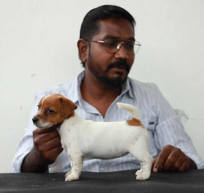 DogsIndia.com - Jack Russell Terrier - Wings of Desire