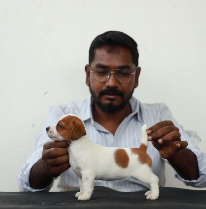 DogsIndia.com - Jack Russell Terrier - Wings of Desire