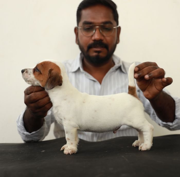 DogsIndia.com - Jack Russell Terrier - Wings of Desire