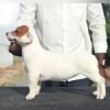 DogsIndia.com - Jack Russell Terrier - Wings of Desire