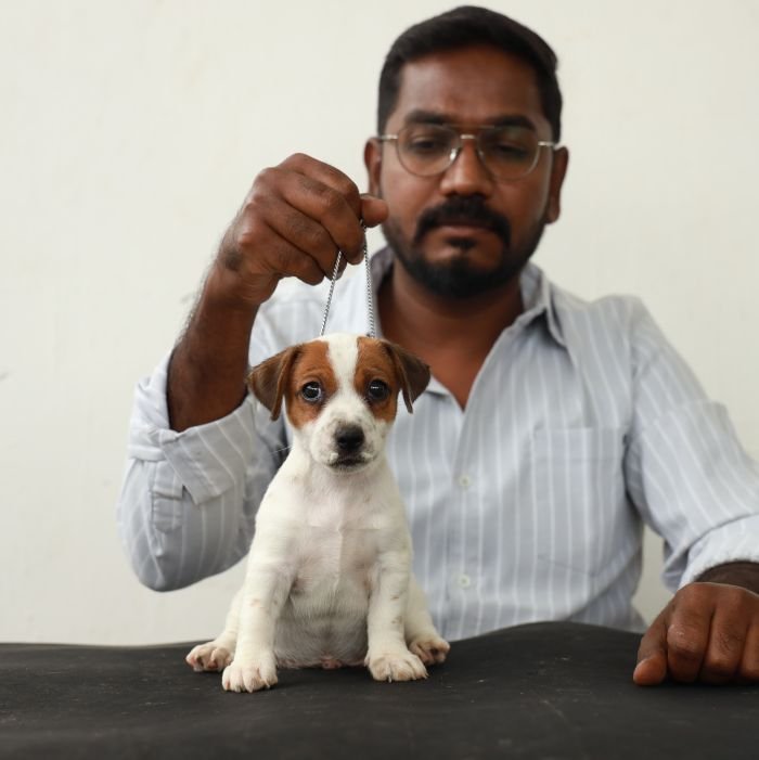 DogsIndia.com - Jack Russell Terrier - Wings of Desire