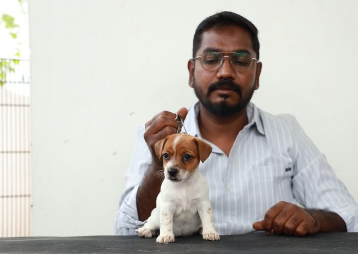 DogsIndia.com - Jack Russell Terrier - Wings of Desire