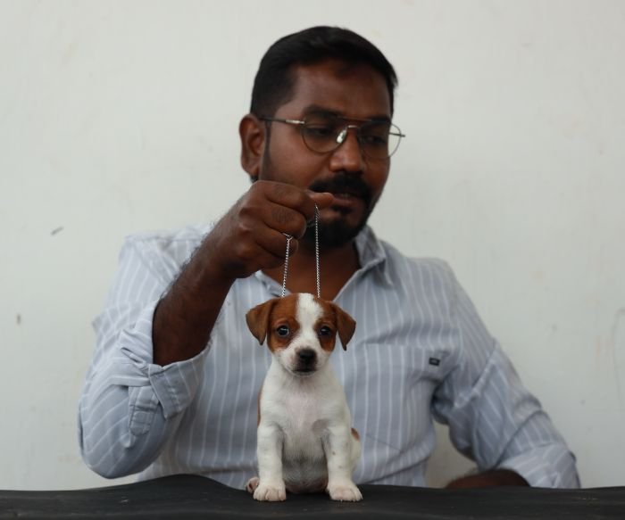 DogsIndia.com - Jack Russell Terrier - Wings of Desire