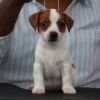 DogsIndia.com - Jack Russell Terrier - Wings of Desire