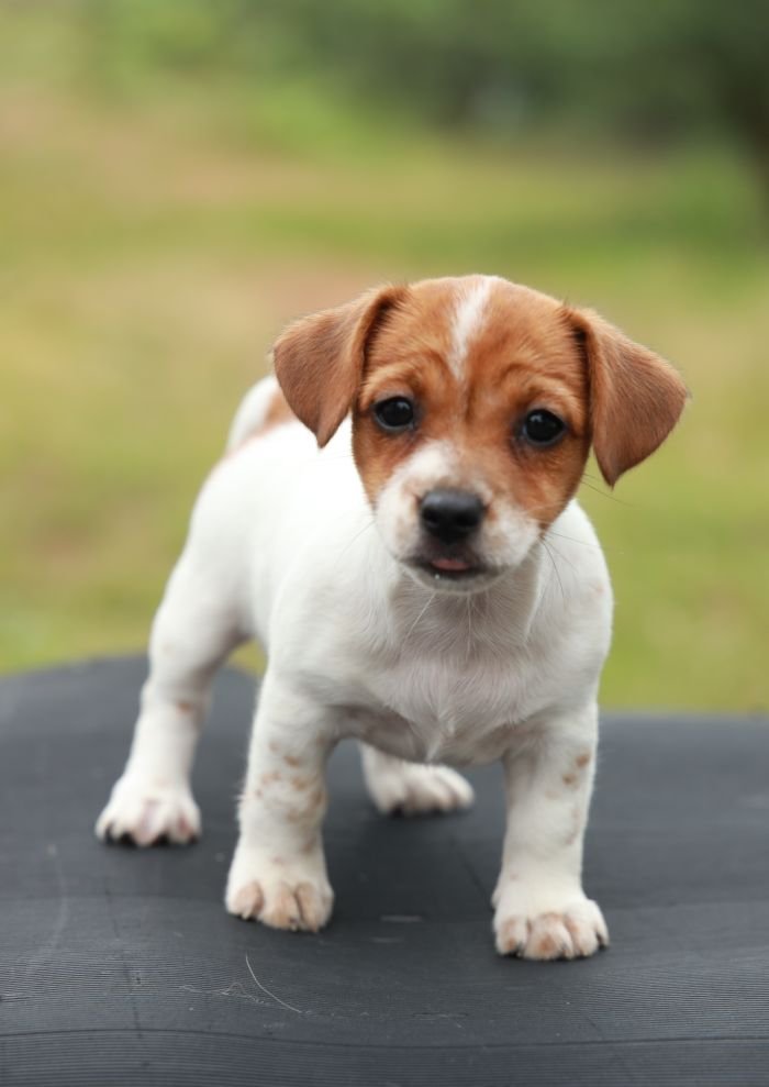 DogsIndia.com - Jack Russell Terrier - Wings of Desire