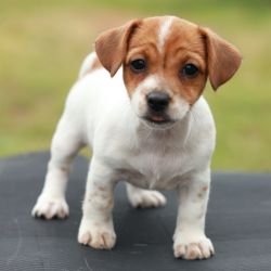 DogsIndia.com - Jack Russell Terrier - Wings of Desire