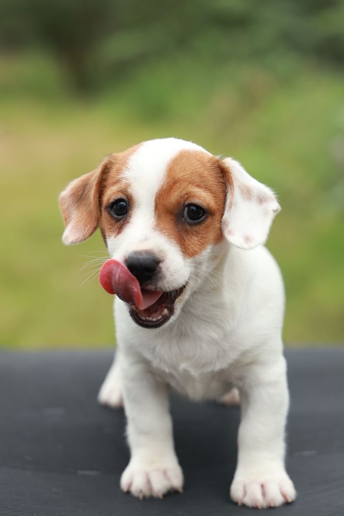 DogsIndia.com - Jack Russell Terrier - Wings of Desire