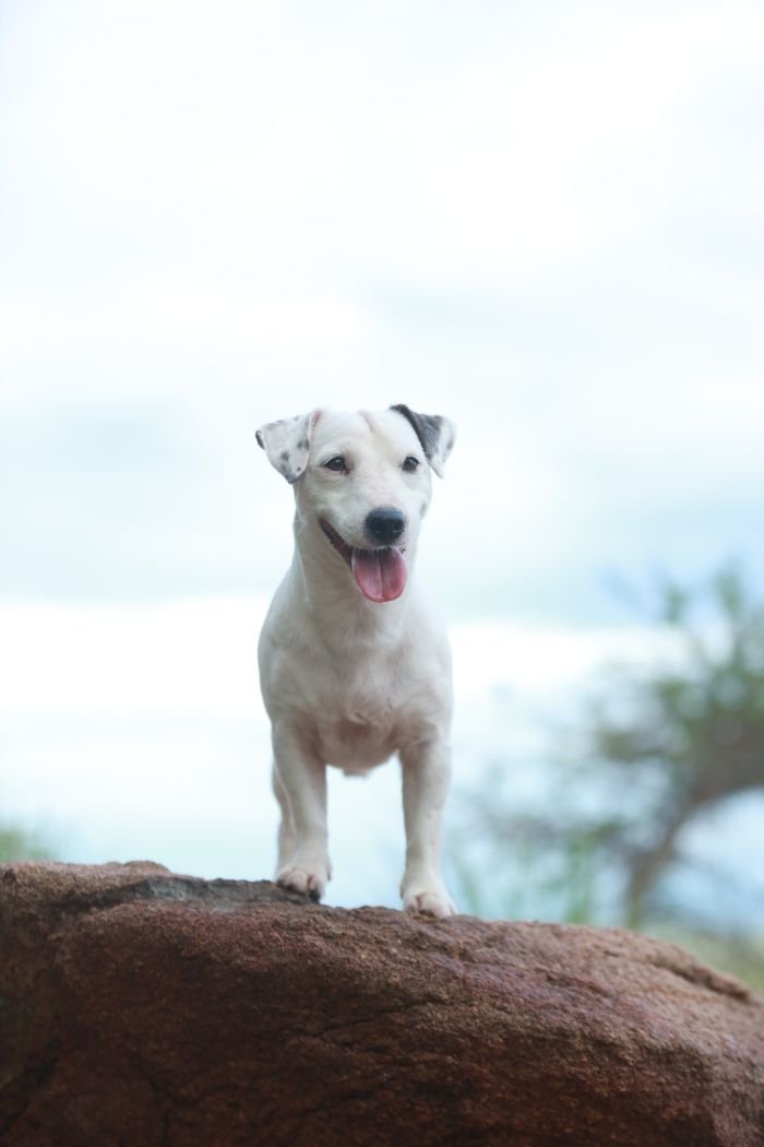 DogsIndia.com - Jack Russell Terrier - Wings of Desire