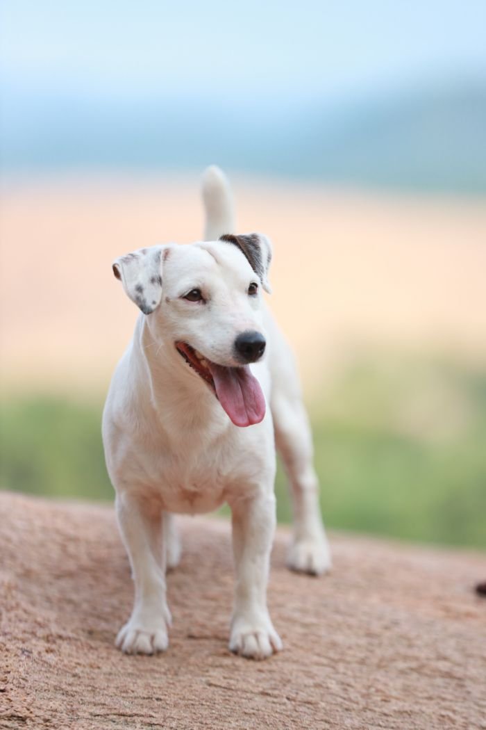 DogsIndia.com - Jack Russell Terrier - Wings of Desire