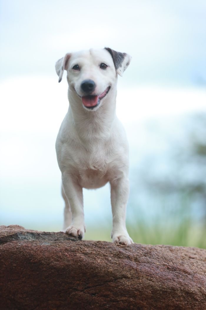 DogsIndia.com - Jack Russell Terrier - Wings of Desire