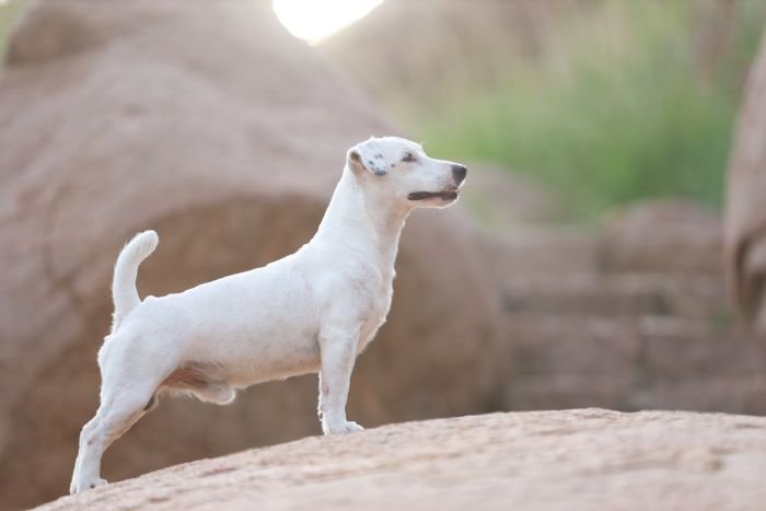 DogsIndia.com - Jack Russell Terrier - Wings of Desire
