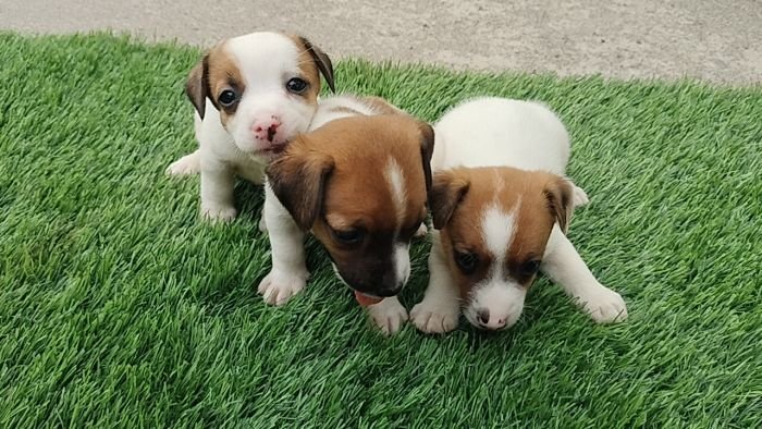 DogsIndia.com - Jack Russell Terrier - Pranav Kennels - Jaya Prakash