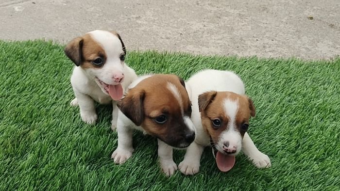 DogsIndia.com - Jack Russell Terrier - Pranav Kennels - Jaya Prakash