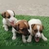 DogsIndia.com - Jack Russell Terrier - Pranav Kennels - Jaya Prakash