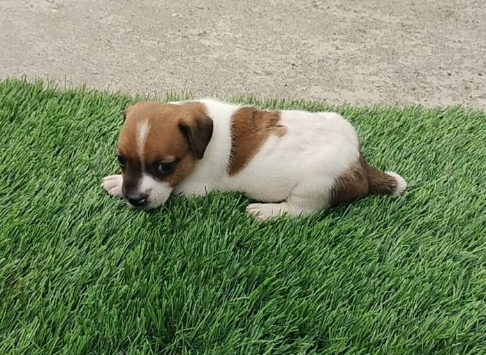 DogsIndia.com - Jack Russell Terrier - Pranav Kennels - Jaya Prakash