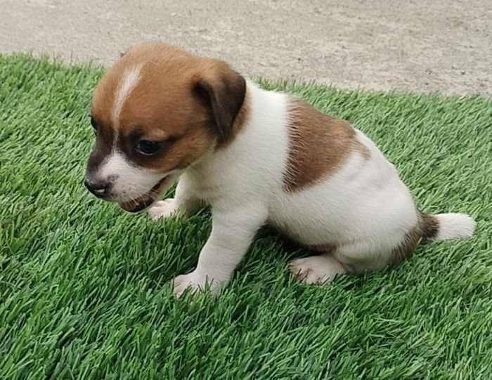 DogsIndia.com - Jack Russell Terrier - Pranav Kennels - Jaya Prakash