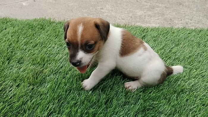 DogsIndia.com - Jack Russell Terrier - Pranav Kennels - Jaya Prakash