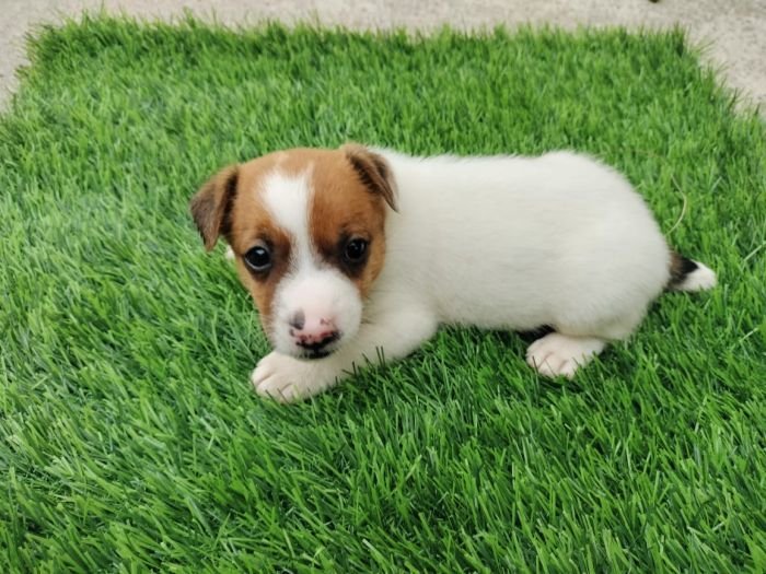 DogsIndia.com - Jack Russell Terrier - Pranav Kennels - Jaya Prakash