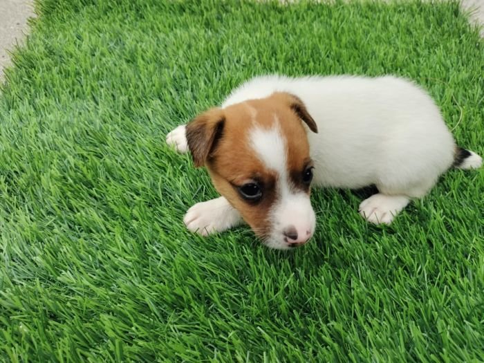 DogsIndia.com - Jack Russell Terrier - Pranav Kennels - Jaya Prakash
