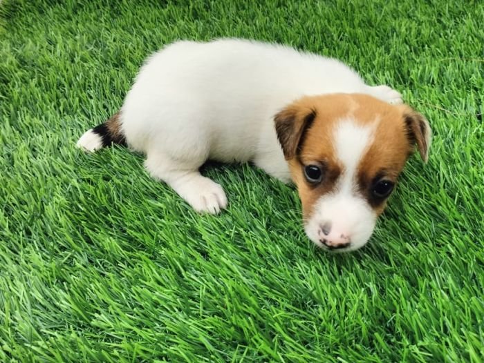DogsIndia.com - Jack Russell Terrier - Pranav Kennels - Jaya Prakash