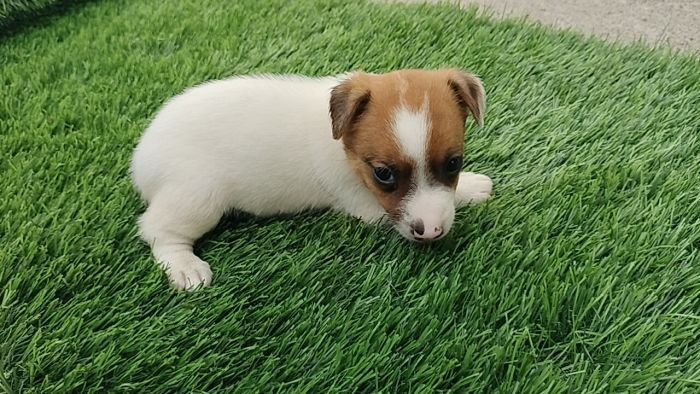 DogsIndia.com - Jack Russell Terrier - Pranav Kennels - Jaya Prakash