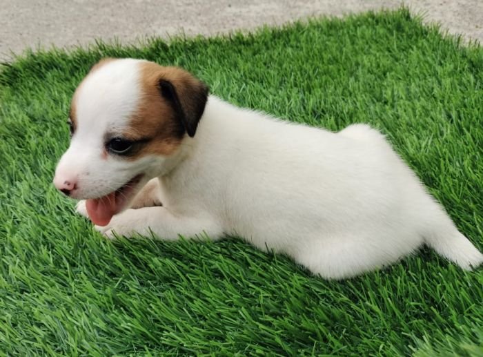 DogsIndia.com - Jack Russell Terrier - Pranav Kennels - Jaya Prakash