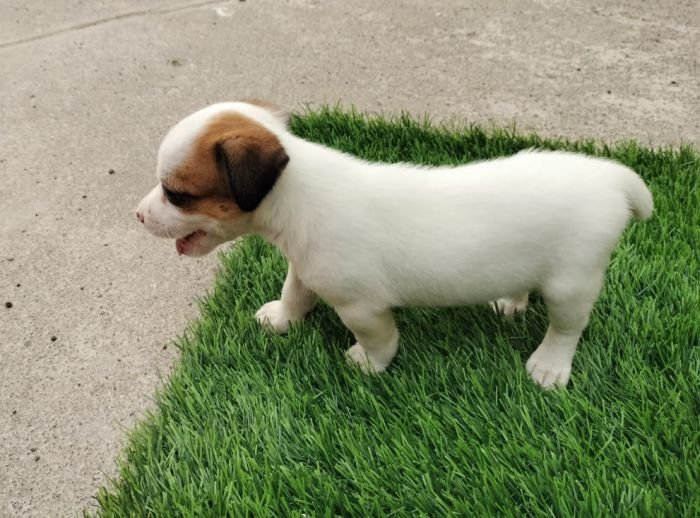 DogsIndia.com - Jack Russell Terrier - Pranav Kennels - Jaya Prakash