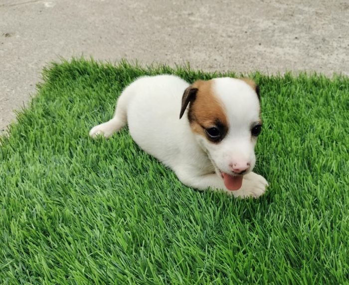 DogsIndia.com - Jack Russell Terrier - Pranav Kennels - Jaya Prakash