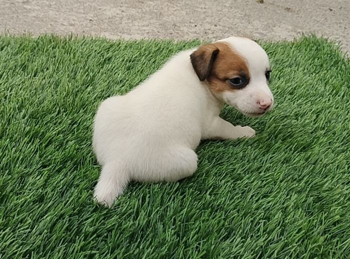 DogsIndia.com - Jack Russell Terrier - Pranav Kennels - Jaya Prakash