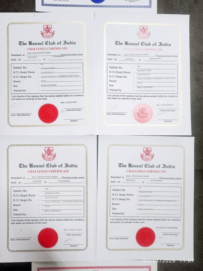 DogsIndia.com - Jack Russell Terrier - Karthick (Salem)