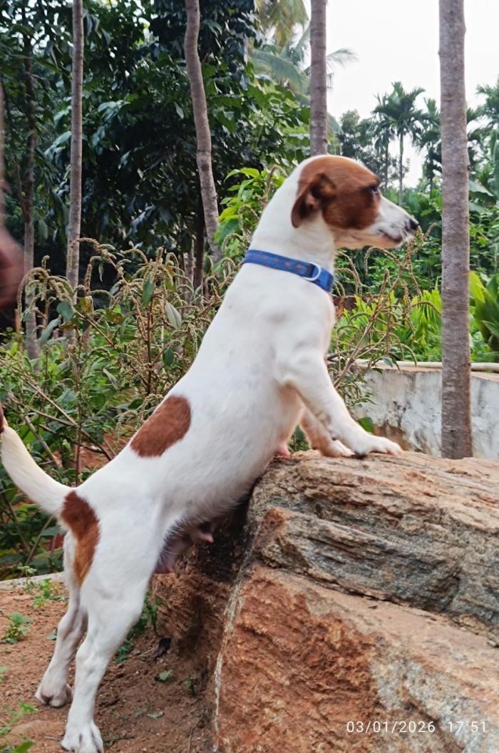 DogsIndia.com - Jack Russell Terrier - Karthick (Salem)