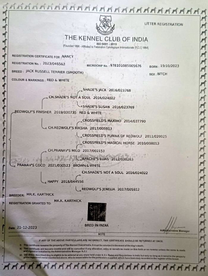 DogsIndia.com - Jack Russell Terrier - Karthick (Salem)