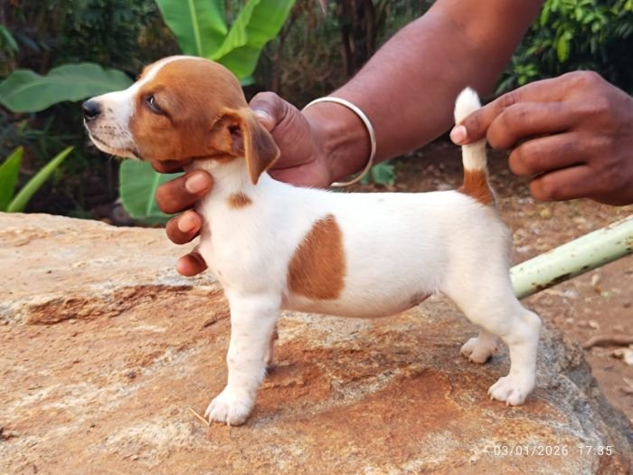 DogsIndia.com - Jack Russell Terrier - Karthick (Salem)