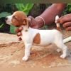 DogsIndia.com - Jack Russell Terrier - Karthick (Salem)