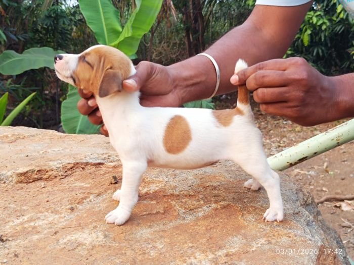 DogsIndia.com - Jack Russell Terrier - Karthick (Salem)
