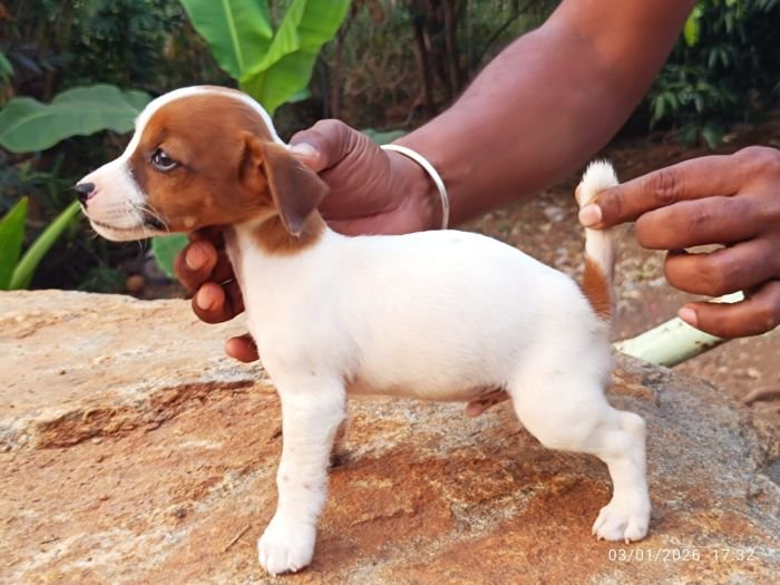 DogsIndia.com - Jack Russell Terrier - Karthick (Salem)