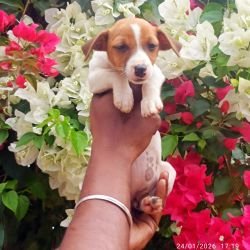 DogsIndia.com - Jack Russell Terrier - Karthick (Salem)