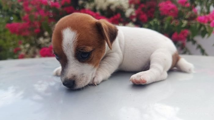 DogsIndia.com - Jack Russell Terrier - Karthick (Salem)