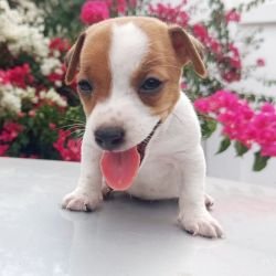DogsIndia.com - Jack Russell Terrier - Karthick (Salem)