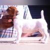 DogsIndia.com - Jack Russell Terrier - Karthick (Salem)