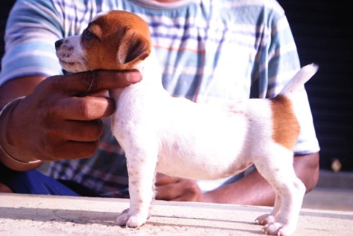 DogsIndia.com - Jack Russell Terrier - Karthick (Salem)