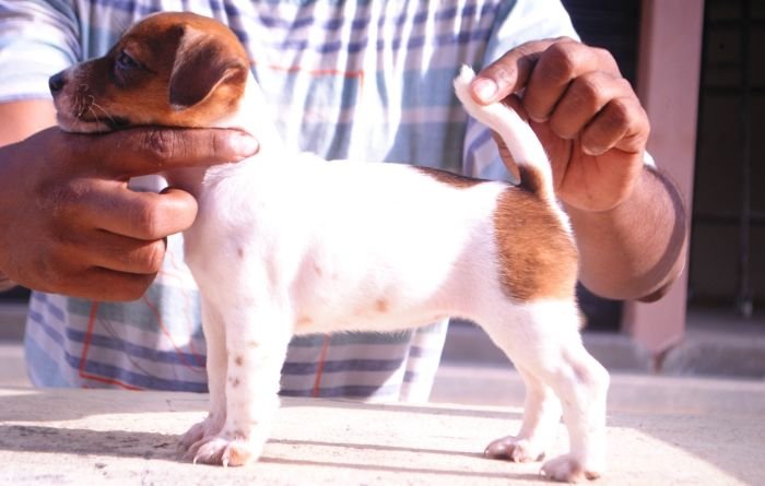 DogsIndia.com - Jack Russell Terrier - Karthick (Salem)
