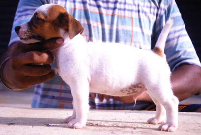 DogsIndia.com - Jack Russell Terrier - Karthick (Salem)