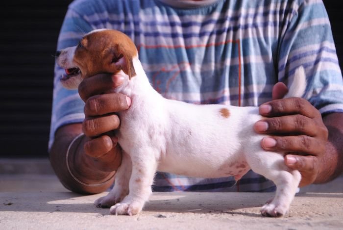 DogsIndia.com - Jack Russell Terrier - Karthick (Salem)