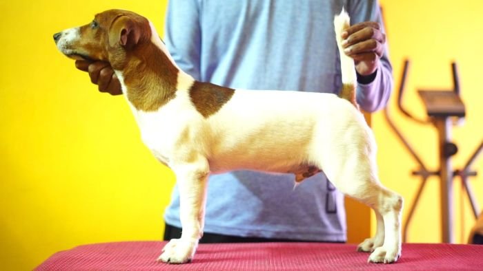 DogsIndia.com - Jack Russell Terrier - Nishmaar, Nishanth