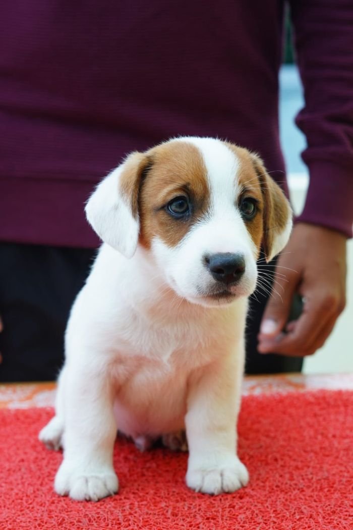 DogsIndia.com - Jack Russell Terrier - Nishmaar, Nishanth