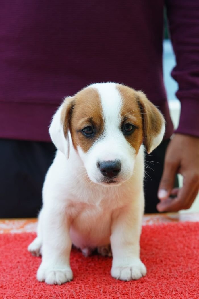 DogsIndia.com - Jack Russell Terrier - Nishmaar, Nishanth