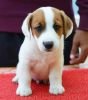 DogsIndia.com - Jack Russell Terrier - Nishmaar, Nishanth