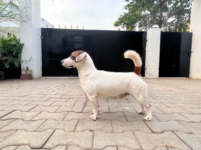 DogsIndia.com - Jack Russell Terrier - Nishmaar, Nishanth